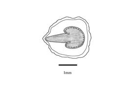   Embryo:  Euphorbia heterophylla; Illustration by K. Parker, Kirkbride et al. (2006)
